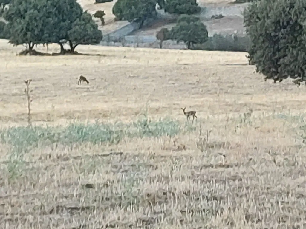 Tres corzos