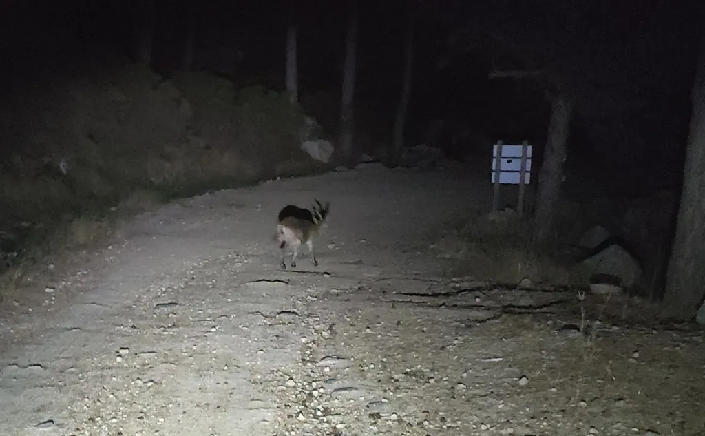 Cabra montesa